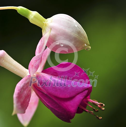 Macro of fuchsia flower and bud with raindrops Macro of fuchsia flower and bud with raindrops
