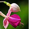 Macro of fuchsia flower and bud with raindrops