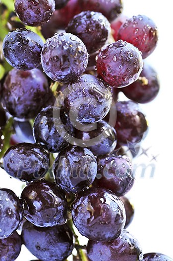 Cluster of red grapes close upi on white background