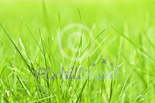 Natural background of green grass blades close up