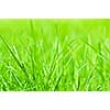 Natural background of green grass blades close up