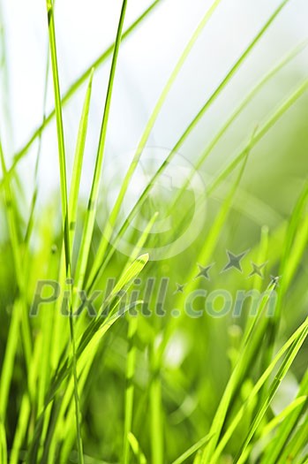 Natural background of green grass blades close up Natural background of green grass blades close up