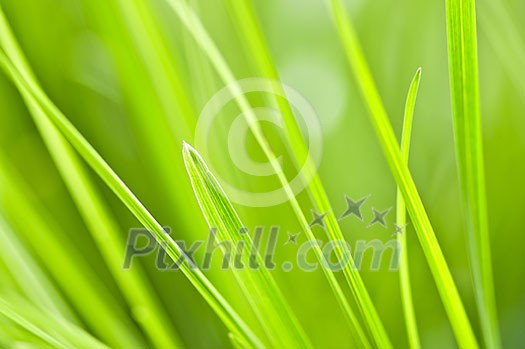 Natural background of green grass blades close up Natural background of green grass blades close up