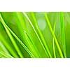 Natural background of green grass blades close up