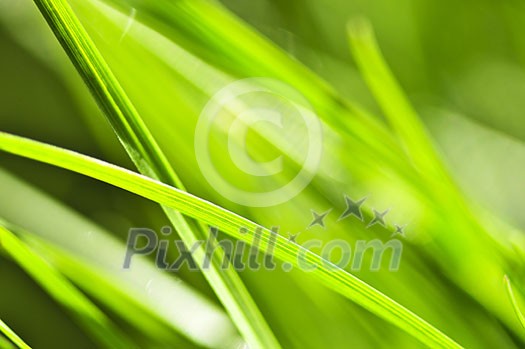 Natural background of dewy green grass blades close up