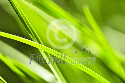 Natural background of dewy green grass blades close up Natural background of dewy green grass blades close up