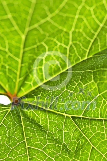 Green leaf texture close up as natural background