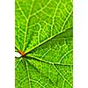 Green leaf texture close up as natural background