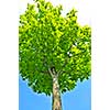 Green tree on background of blue sky