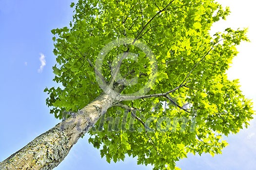 Green tree on background of blue sky Green tree on background of blue sky