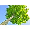 Green tree on background of blue sky
