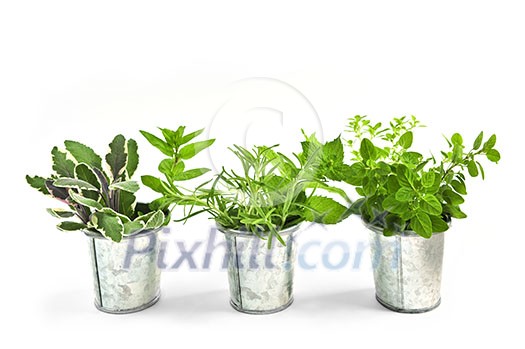 Assorted fresh herbs in buckets isolated on white background