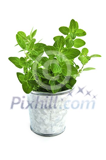 Bunch of oregano herb in a bucket isolated on white background Bunch of oregano herb in a bucket isolated on white background