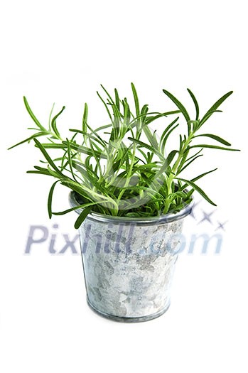 Bunch of rosemary herb in a bucket isolated on white background