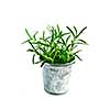 Bunch of rosemary herb in a bucket isolated on white background