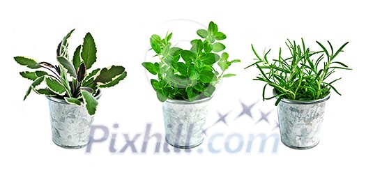 Assorted fresh herbs in buckets isolated on white background Assorted fresh herbs in buckets isolated on white background