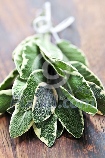Bunch of fresh herb sage close up on wooden cutting board Bunch of fresh herb sage close up on wooden cutting board
