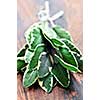 Bunch of fresh herb sage close up on wooden cutting board