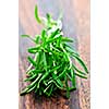 Bunch of fresh herb rosemary close up on wooden cutting board