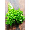 Bunch of fresh herb oregano close up on wooden cutting board