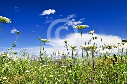 Summer meadow with wildflowers and blue sky