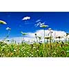 Summer meadow with wildflowers and blue sky