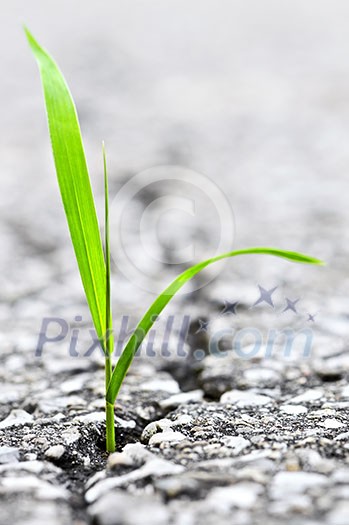 Green grass growing from crack in old asphalt pavement