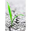 Green grass growing from crack in old asphalt pavement