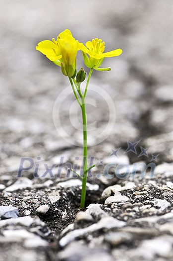 Green grass growing from crack in old asphalt pavement