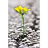 Green grass growing from crack in old asphalt pavement