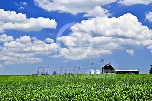 Rural summer landscape with green corn field and a farm