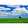 Rural summer landscape with green corn field and a farm