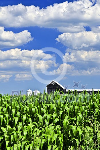Rural summer landscape with green corn field and a farm Rural summer landscape with green corn field and a farm