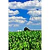 Rural summer landscape with green corn field and a farm