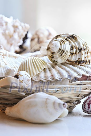 Several various seashells in a basket close up Several various seashells in a basket close up