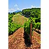 Summer landscape with vineyard in rural Serbia