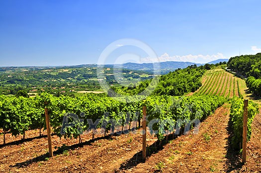 Summer landscape with vineyard in rural Serbia