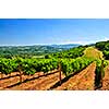 Summer landscape with vineyard in rural Serbia