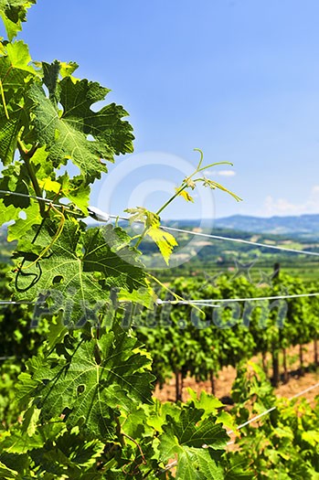 Summer landscape with vineyard in rural Serbia