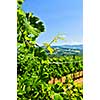 Summer landscape with vineyard in rural Serbia