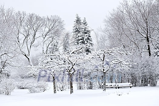 Winter park landscape with snow covered trees