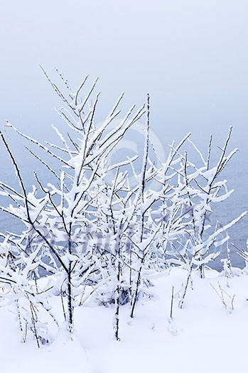 Winter trees covered with fresh snow - natural background