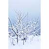 Winter trees covered with fresh snow - natural background