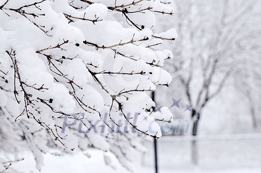 Winter park landscape with snow covered trees Winter park landscape with snow covered trees