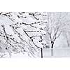 Winter park landscape with snow covered trees