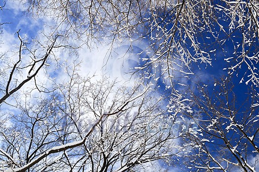 Winter tree tops covered with fresh snow on blue sky background Winter tree tops covered with fresh snow on blue sky background