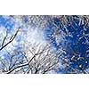 Winter tree tops covered with fresh snow on blue sky background