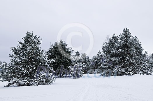 Winter landscape with snow covered trees and gray sky