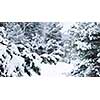 Winter landscape with snow covered trees and gray sky