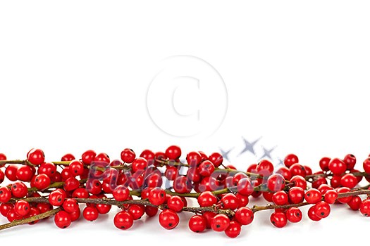 Red winterberry Christmas border with holly berries on branches